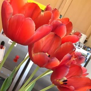 Meet your Posher, Sally